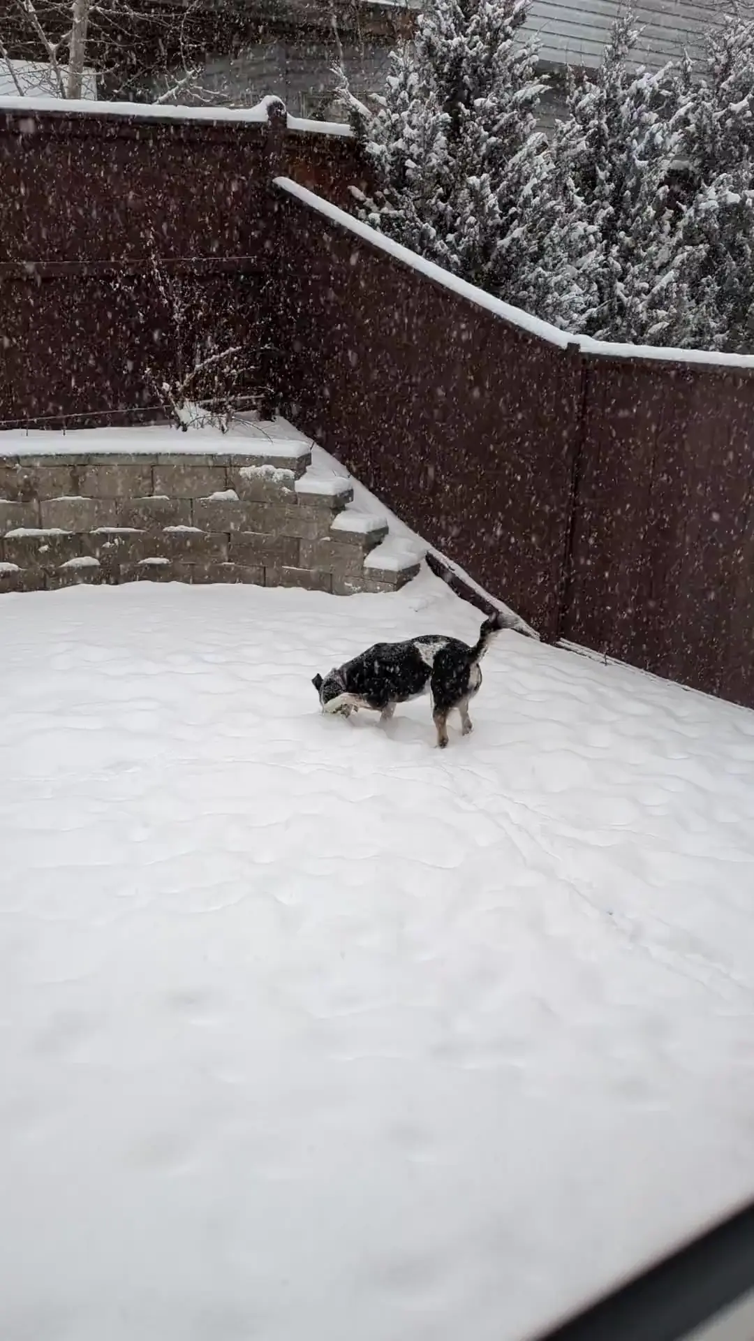 Snow zoomies!