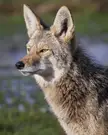 so grateful to run into this coyote on this day