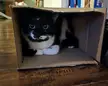Socks in a box.