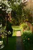 Some allotments in our neighbourhood