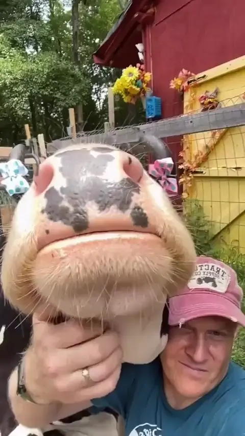 Some moo toofers