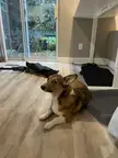 Somebody pooped on the carpet….