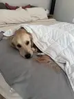 Someone doesn’t like to let us make the bed… 