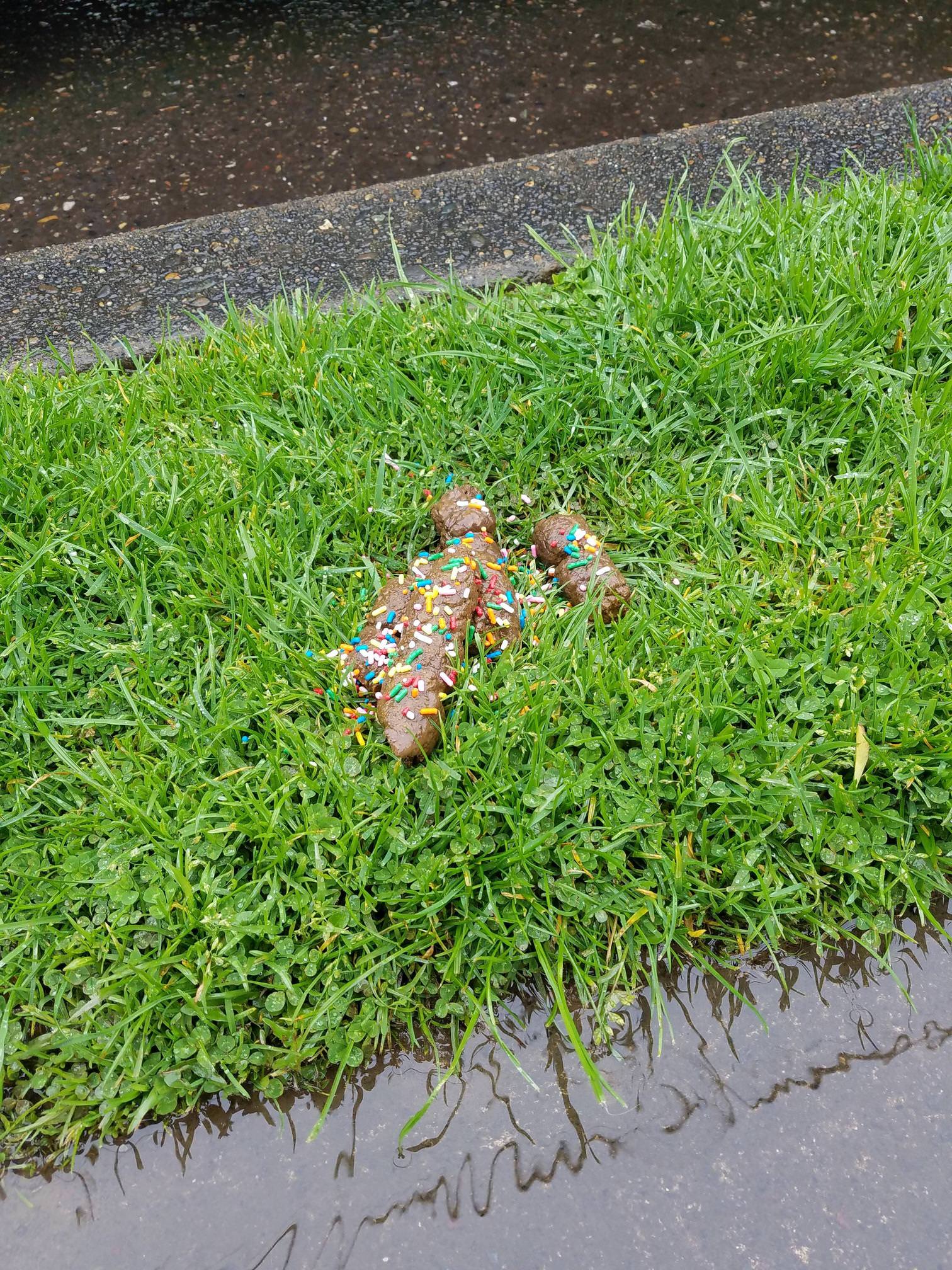 someone-put-sprinkles-on-dog-poop-in-sellwood-scrolller