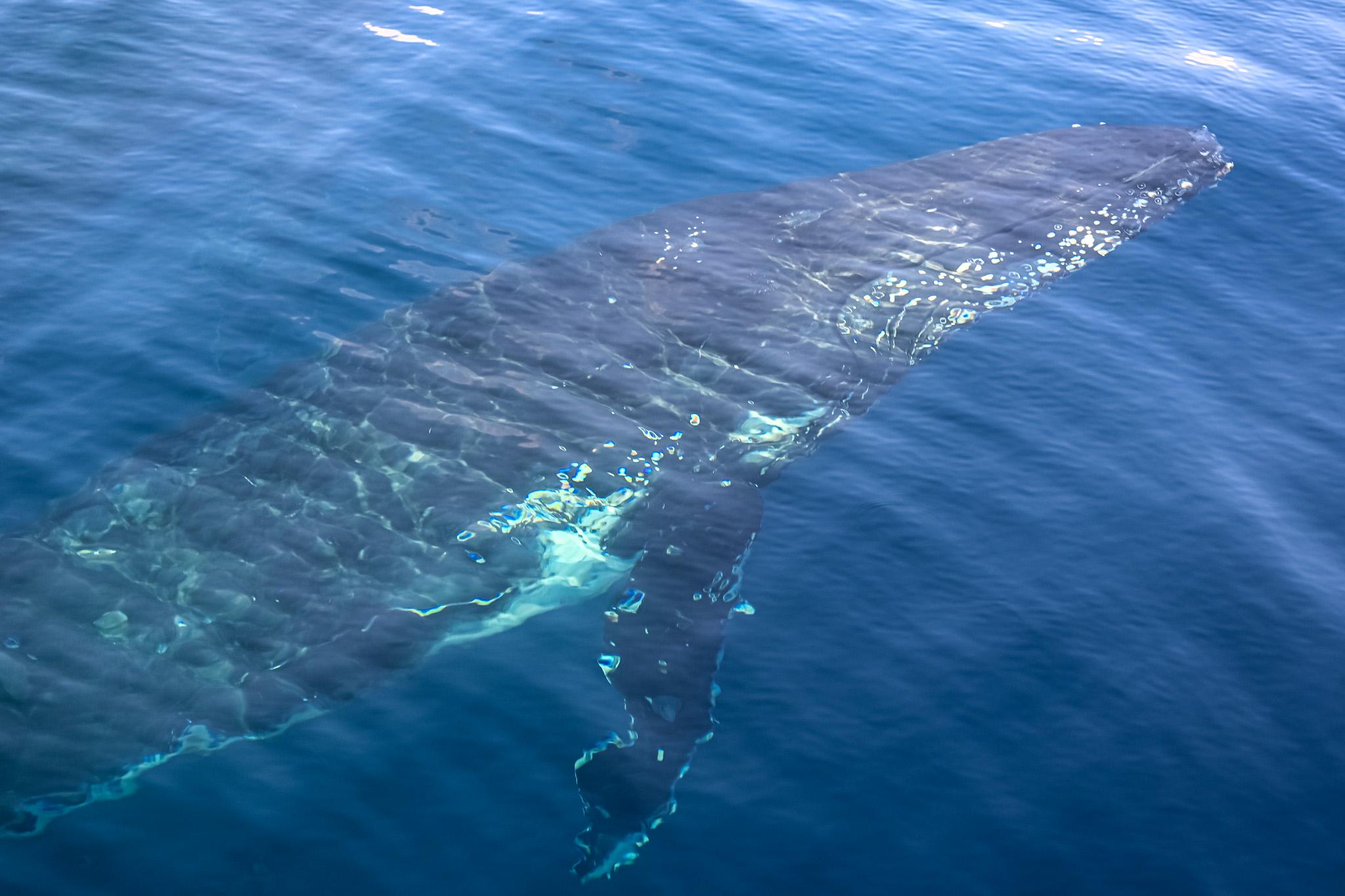 Southern Humpback