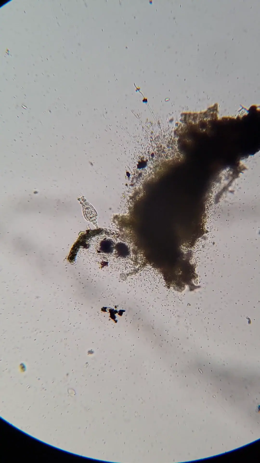 Spectacular Sample Spectacular Bacteria - Lichen Sample (Lake Louisa, FL) | Scrolller