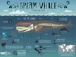 Sperm whale
