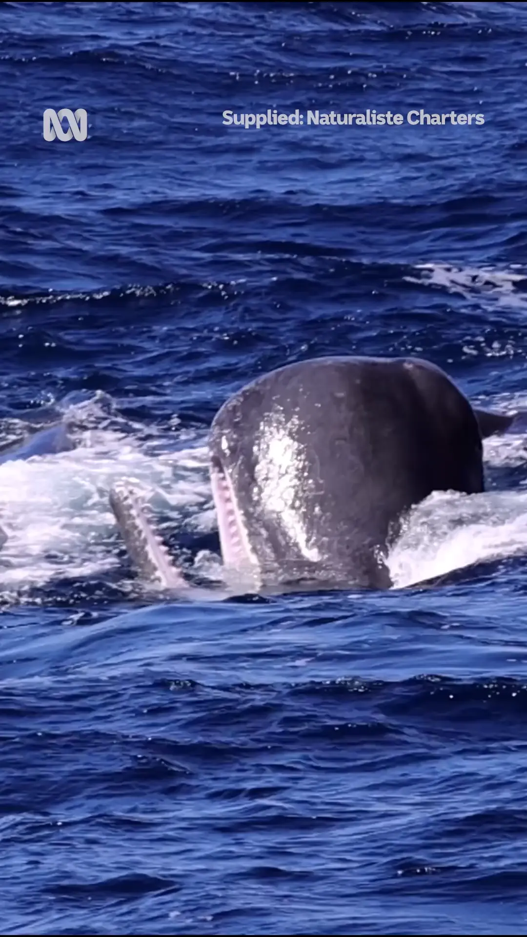 Sperm whale defecates as a defense mechanism against an orca attack