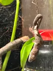 Spider Gecko, Spider Gecko does what ever a Spider Gecko does