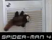 Spider-Panda!