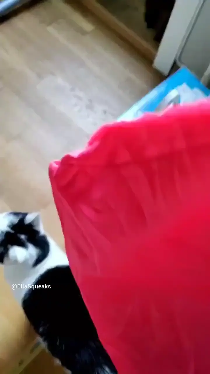 Squeaky toy is hungry