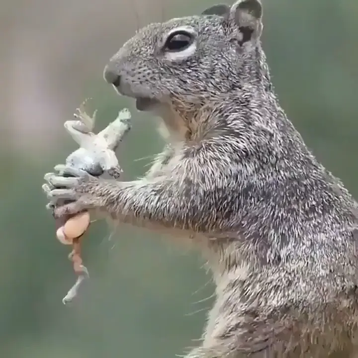 Squirrel enjoying a lizard meal