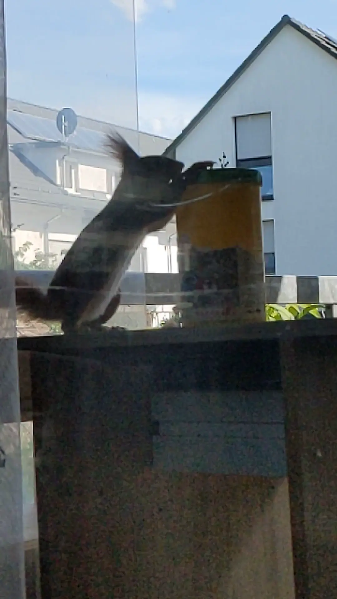 Squirrel opens fish food container 