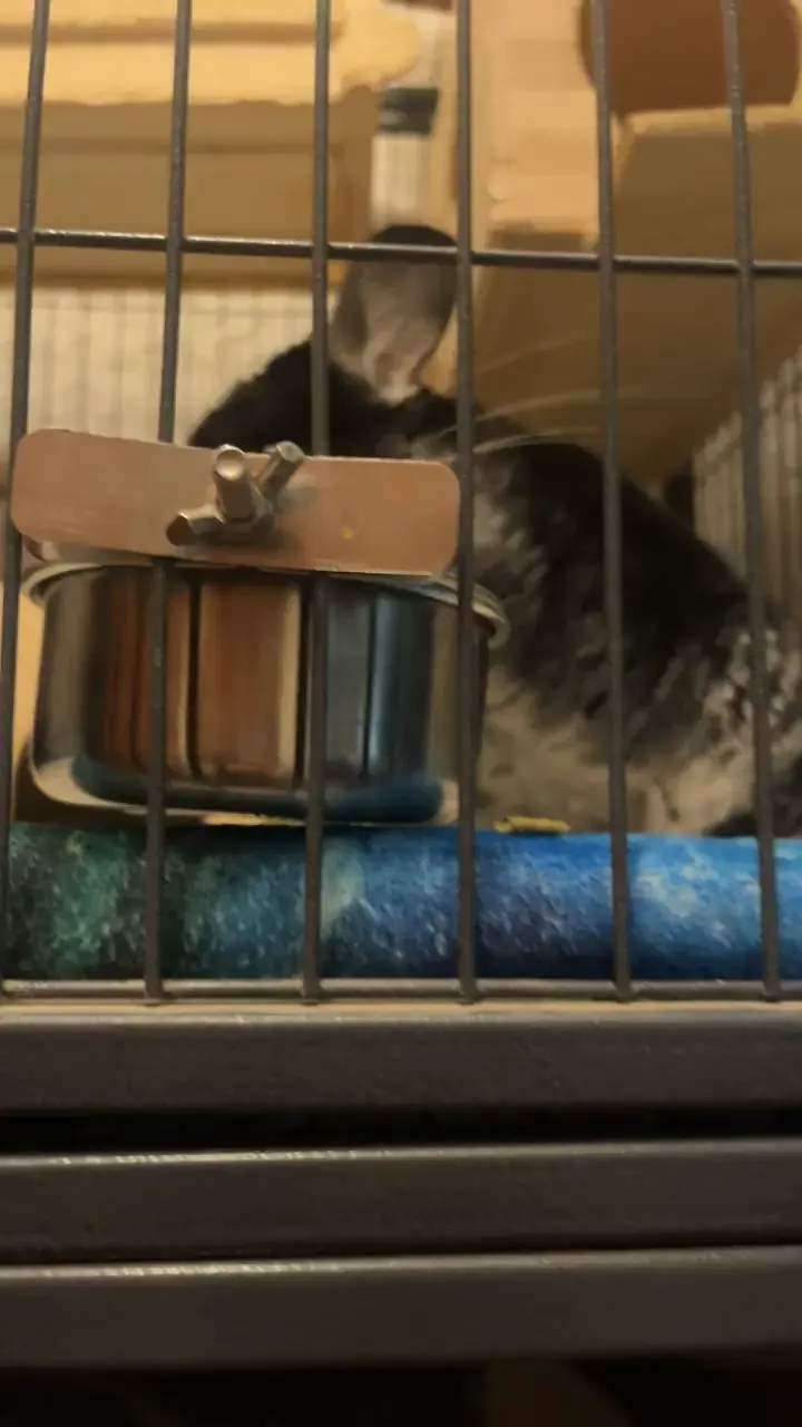 Squish destroying her cage because I pet another chinchilla 😐