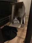 Stacked boxes offer the best angle for trapping