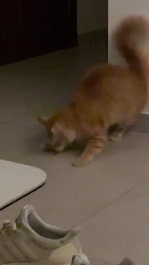 Startled while playing with lint