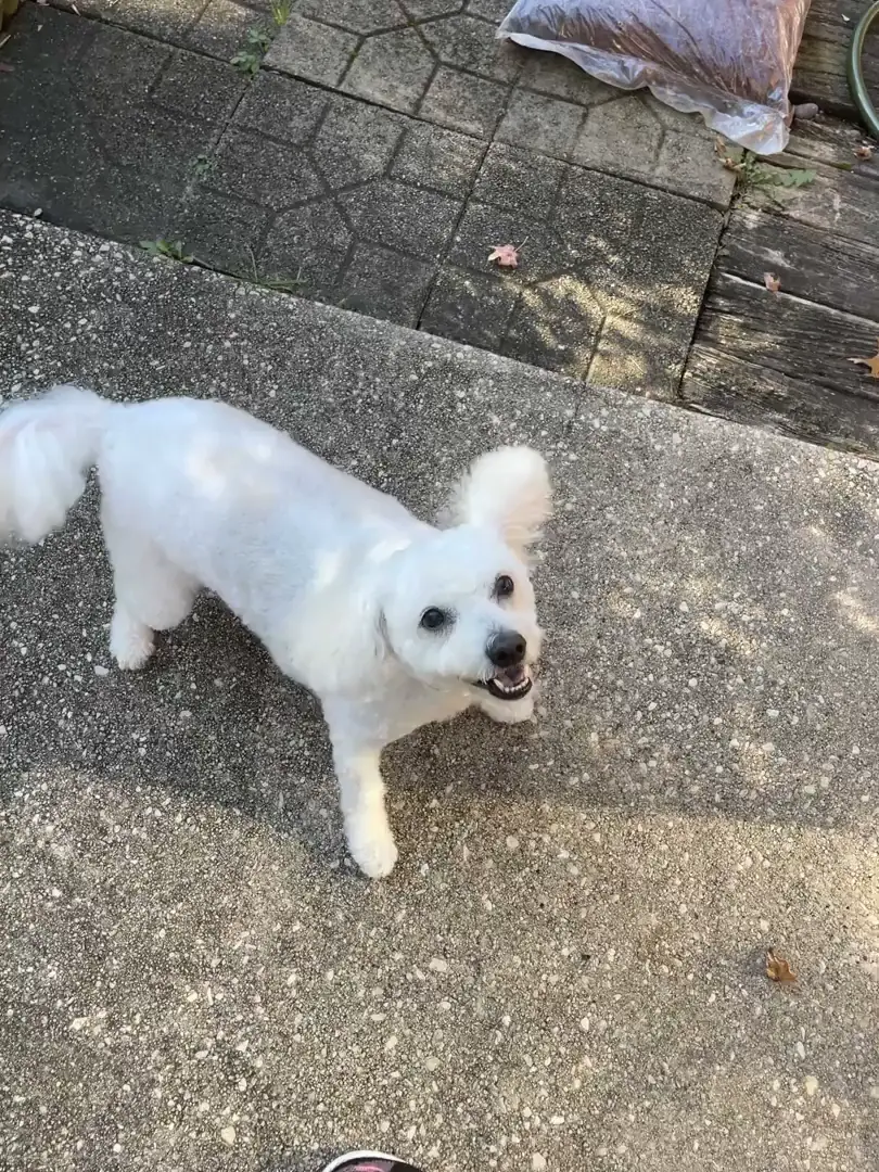 Stopped in to see my neighbor’s dog, Maggie. Feelings are mutual.