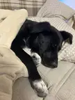 Straight from the shelter into warm bed