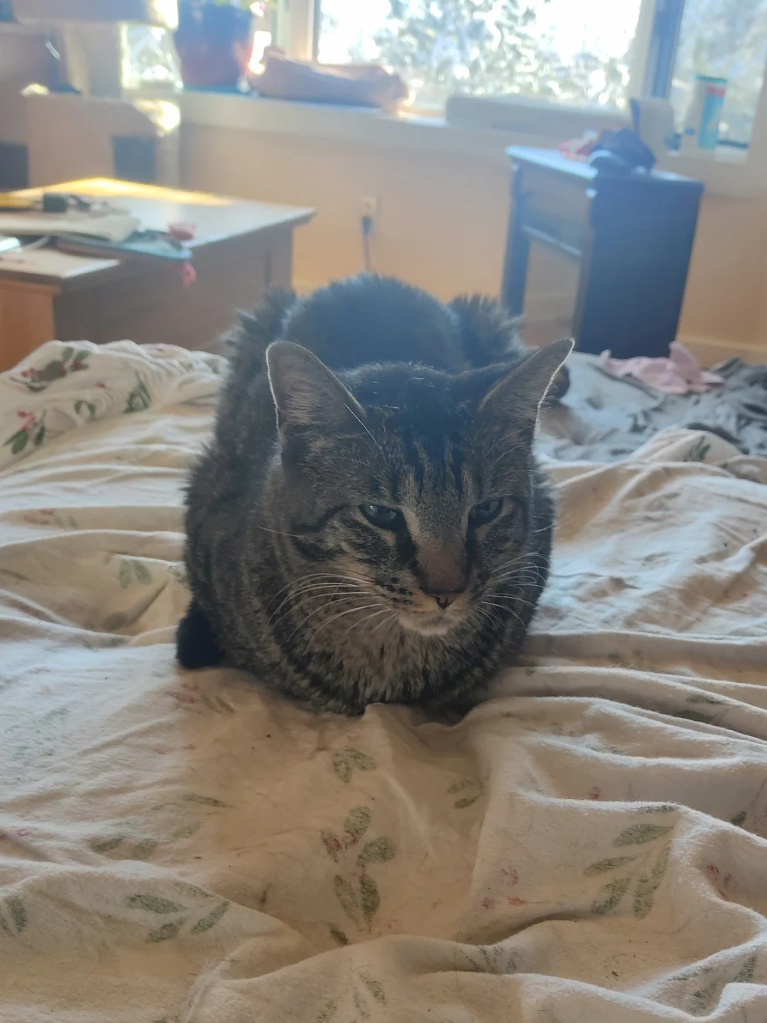 Strange Bread Scrolller