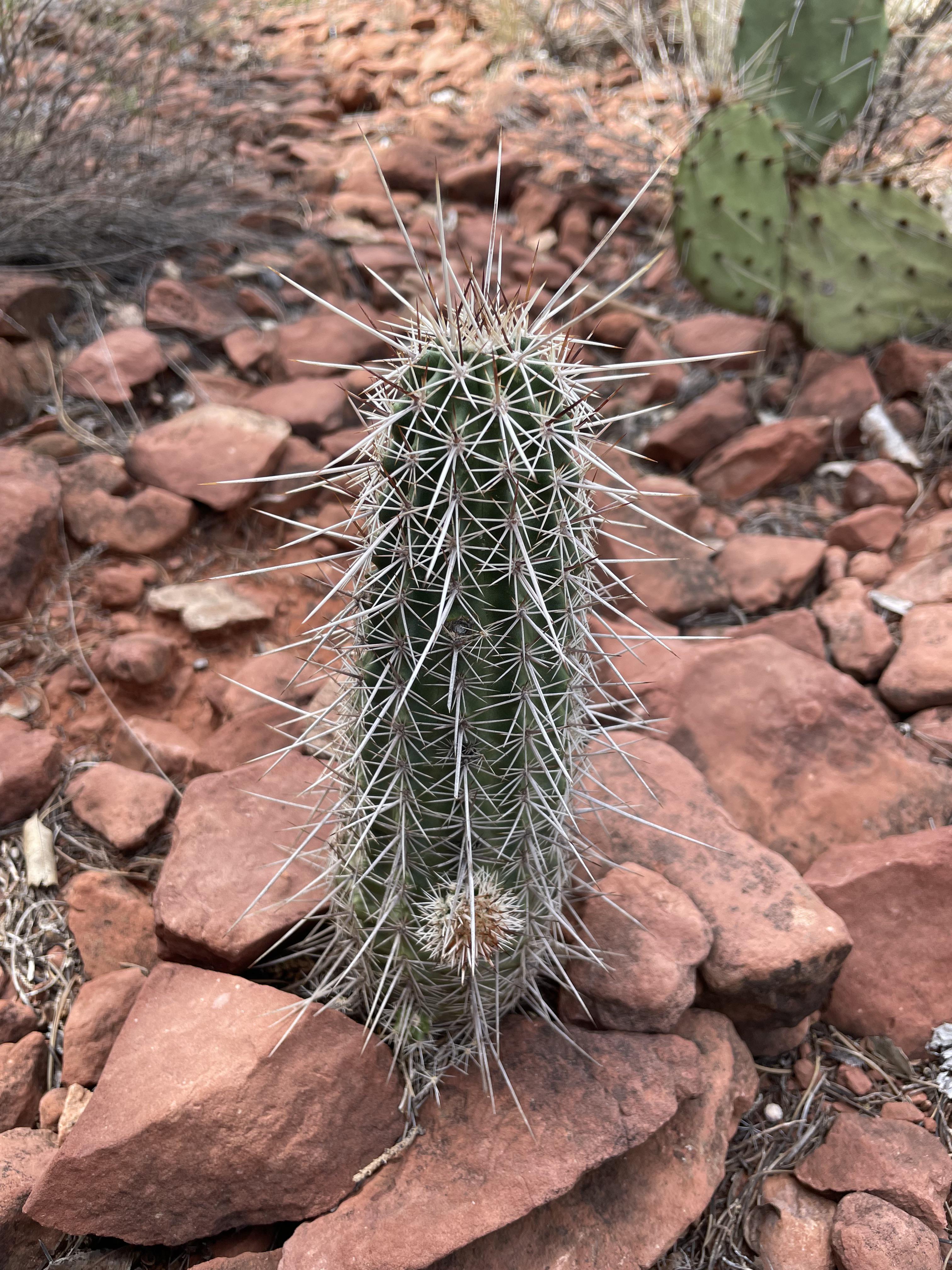 Strawberry Hedgehog Cacti 