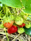 Strawberry patch