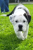 Stubborn puppy doesn't want to go potty when it's raining