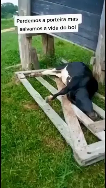stuck cow