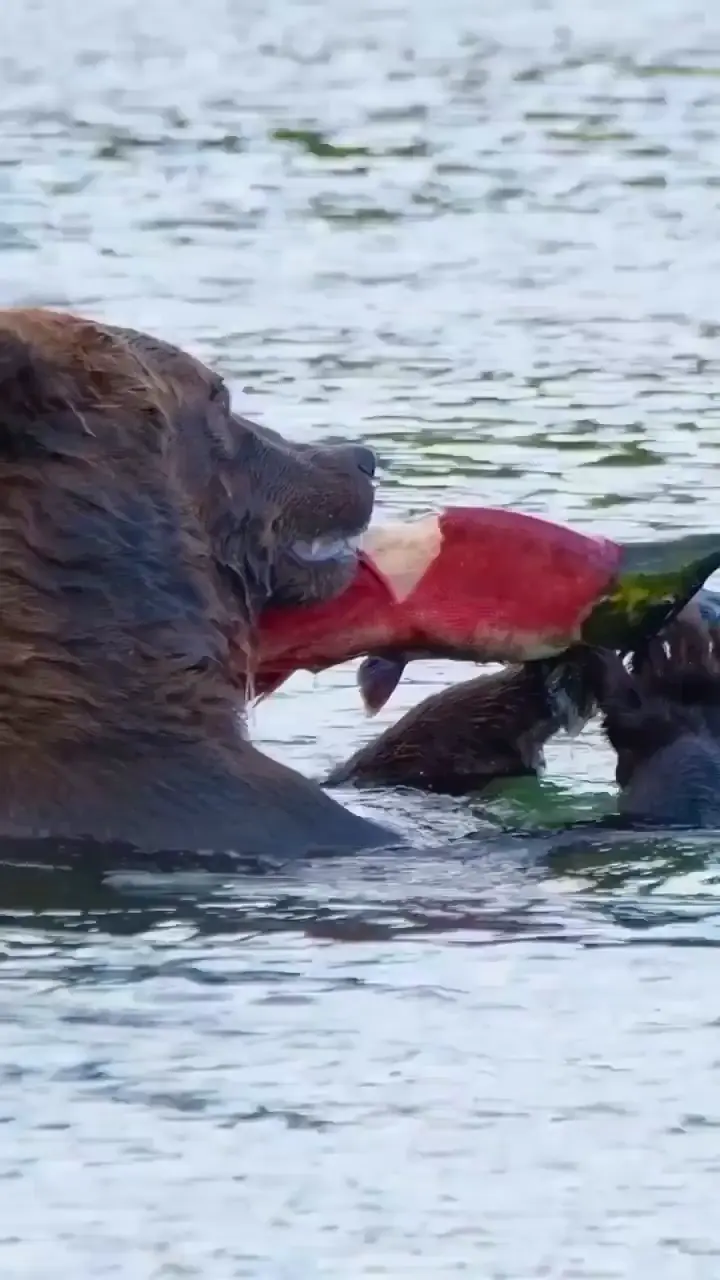 Studies have shown that administering pain medication like morphine to salmon reduces their avoidance to painful stimuli, suggesting it alleviates pain and allows them to tolerate it better. This mirrors the effects of painkillers in other animals.