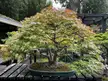 Stunning japanese maple bonsai