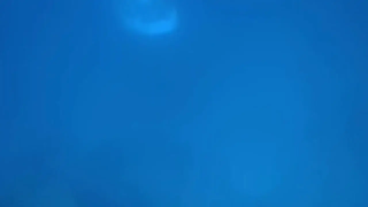 Submarine passes below two scuba divers