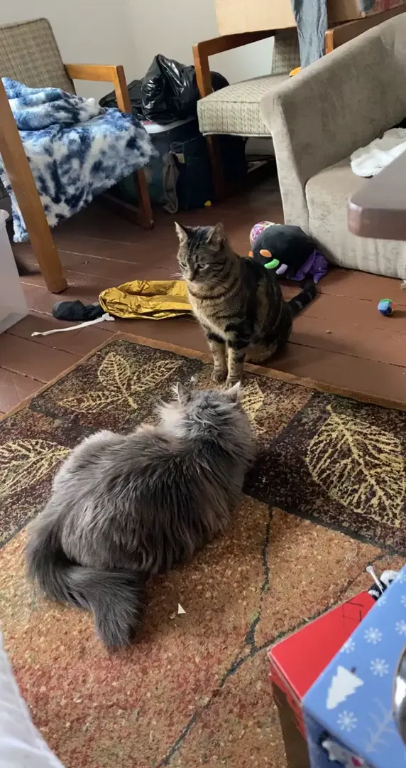 Such a vicious attack towards my tabby 🤣