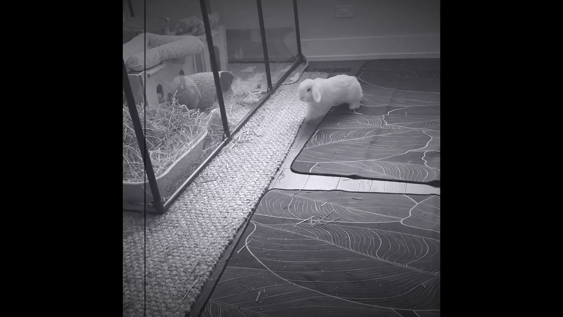 Sugar and Zen starred in their very own Western! Sound on!