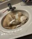Summy in sink