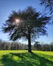 Sun and Tree