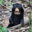 Sun bear Borneo