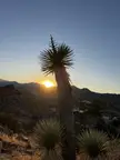 Sunset in Joshua Tree