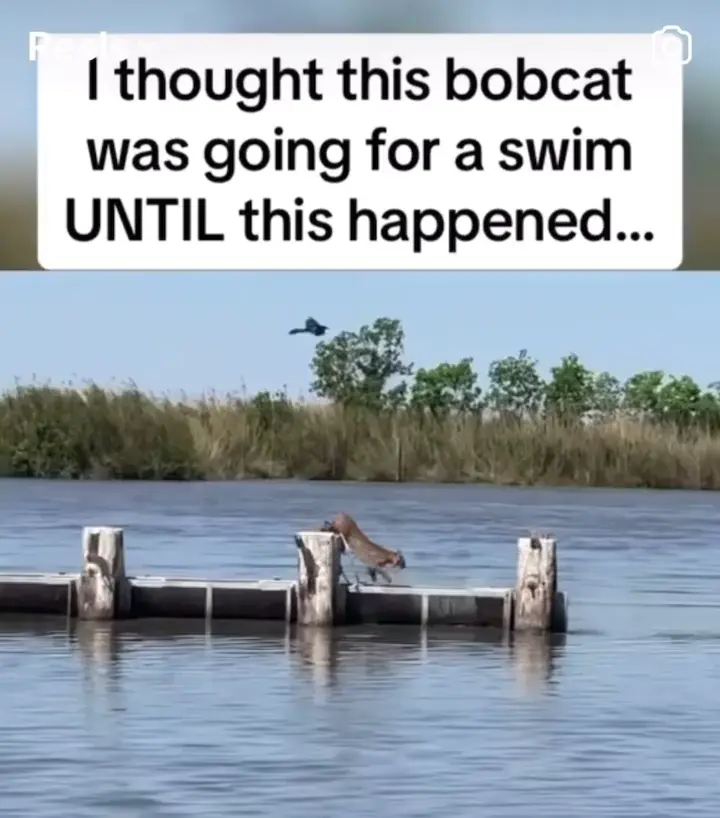 Super precise Bobcat jumping video!
