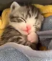 Sweet dreams, little one! 😻💤