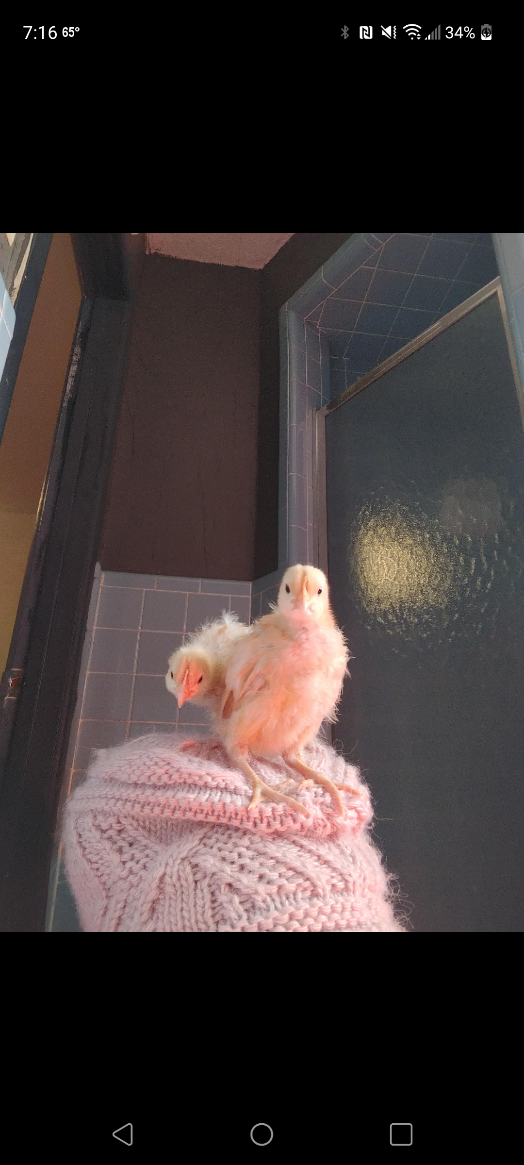 Funny fluffy chickens lying down in indoor settings, including Dre bird.