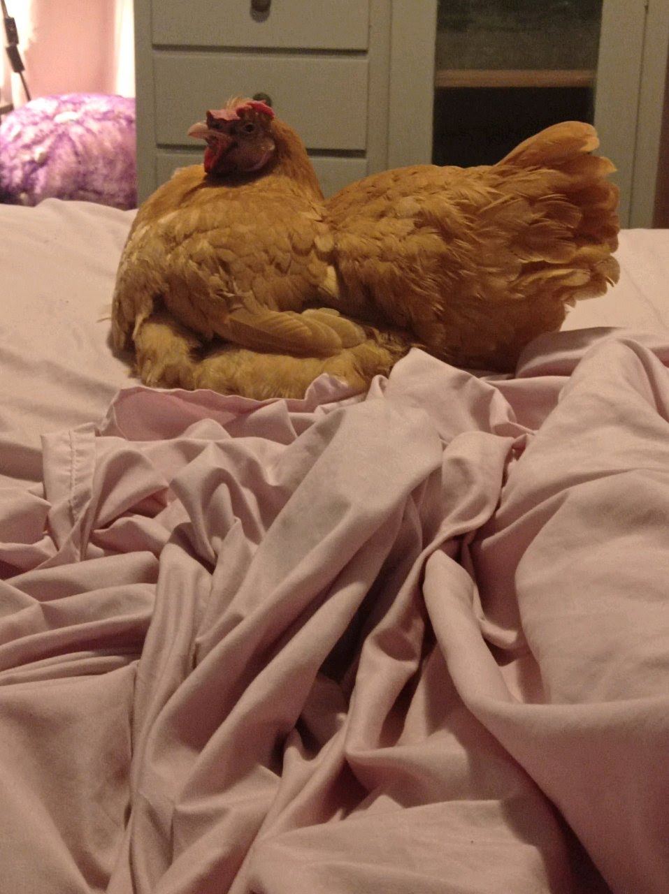 Goodnight my Dre bird