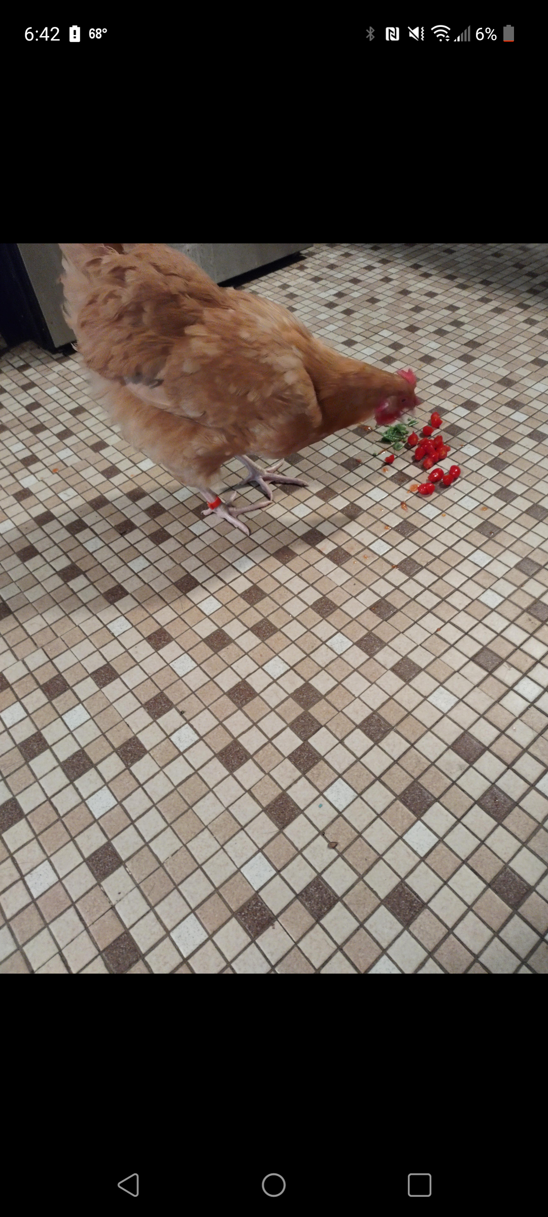 Funny fluffy chickens lying down in indoor settings, including Dre bird.
