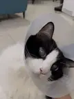 Sympathy scritches trigger cone licking
