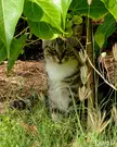 Tabby in Hawaii [oc][1080 x 1350]