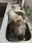 Tabby Tubs and Sink Stories