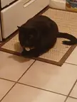 Tactical assault Loaf is armed. He Loaf but he ready. His name is Baldr and he is 3.