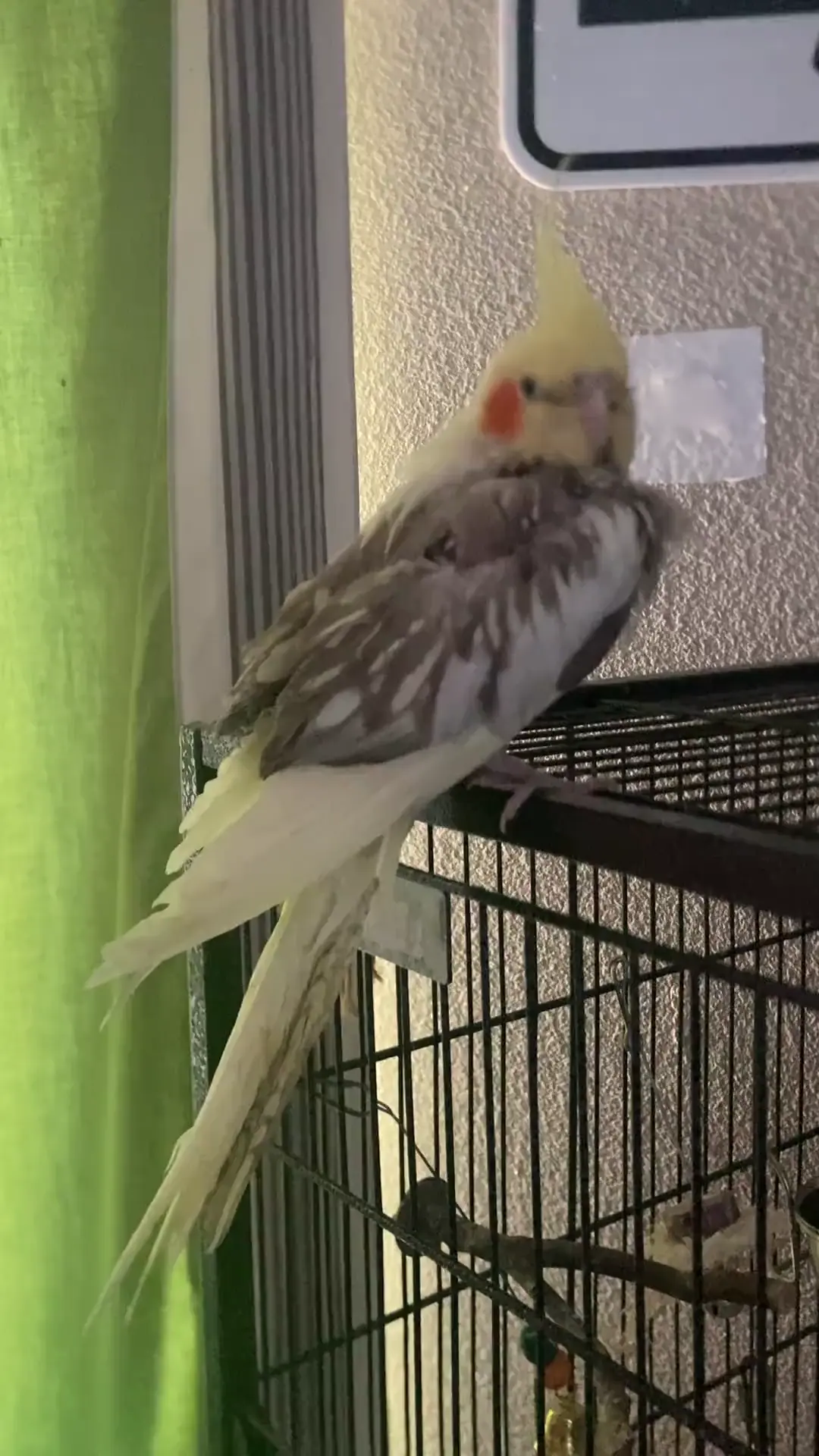 tail bobbing?