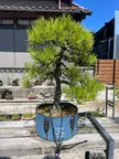 Take a look at this stunning Japanese Black Pine from the workshop of Wazakura’s very own bonsai master, Ogawa Sensei, here in Fukuoka, Japan. 🌳✨ As always, if you have any questions for a bonsai master or about bonsai tools, feel free to drop a comment below.