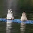Tandem Duck Butts