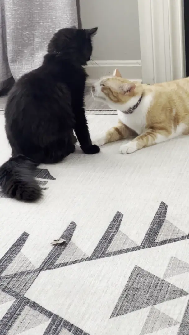 Tap tap tappy!