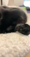 Teeny void beans
